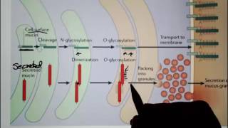 Digestive System 7 Mucin and Mucus