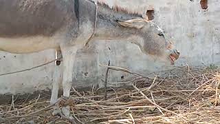 donkey meeting