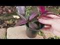 how to take cuttings from a persian shield