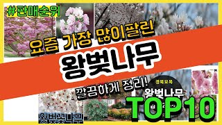 왕벚나무 추천 판매순위 Top10 || 가격 평점 후기 비교