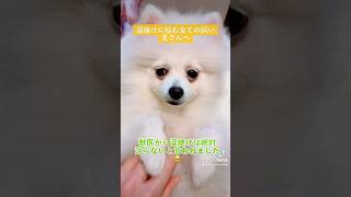 涙やけに悩む全ての飼い主さんへ  #ポメラニアン #ぽめらにあん   #白ポメ #포메라니안  #pomeranian   #いぬ #dog #かわいい #shorts #涙やけ