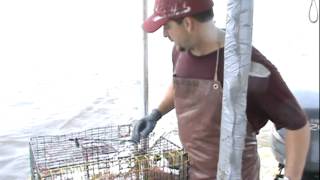 Blue Crab Fishing cajun style in south louisiana part 4