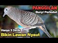 Perkutut Lokal Gacor Suara Kung Besar Pancingan Burung Perkutut Agar Bunyi