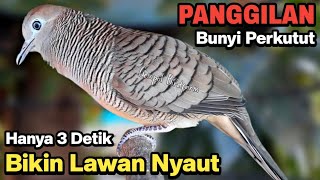 Perkutut Lokal Gacor Suara Kung Besar Pancingan Burung Perkutut Agar Bunyi