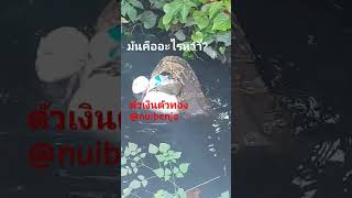 มันคืออะไรหว่า? |17-12-24| #ตัวเงินตัวทอง #varanus #มันคืออะไร #หาอาหาร #nuibenja #shorts #ตะกวด