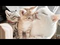 食後のお顔を先住猫にキレイにしてもらう子猫【かぐ告日記#22】A kitten having its face groomed by an older cat after eating.