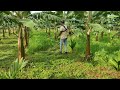 weed cutting in areca banana plot