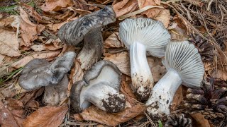 Il mimetismo del dormiente: Hygrophorus marzuolus