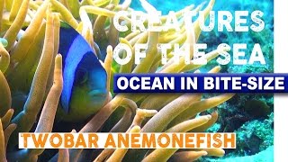 Creatures of the Sea - Twobar Anemonefish