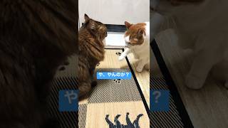 喧嘩勃発かと思いきや #shorts #animal #cat #ねこ #ねこ動画 #猫 #多頭飼い