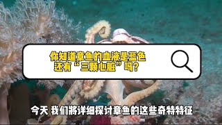 十万个为什么【动物篇】你知道章鱼的血液是蓝色还有“三颗心脏”吗？