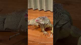 放し飼い困った集 #animals #lizard #pets #iguana #kawaii #animals #動物 #爬虫類 #reptiles