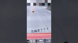 道路にたぬきが出没！？　#shorts #animal