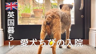 【英国暮らし】愛犬が入院しました/犬のために作る鶏粥/ボーダーテリア/イギリスvlog