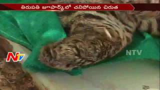 Cheetah Passed Away in Tirupati Zoo || AP || NTV