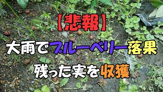 【悲報】大雨でブルーベリーが落果　残った実を収穫しました　フロリダローズ＆ティフブルー