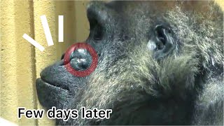 Gorilla◆There is pus. How is Mom Genki's nose? Has it healed?【Momotaro family