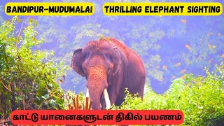 அடர்ந்த காட்டில் வழிமறித்த  யானைகள் கூட்டம் | Bandipur | Mudumalai | Masinagudi | Elephant Chasing