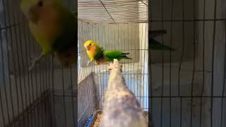 শখের পাখি #viralvideo #মিরপুর১পাখিরহাট #পাখি #পাখিপালন #bird #পাখির_দোকান #love #পাখির_ঘর