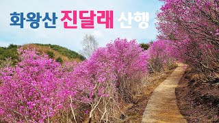 화왕산 진달래 봄꽃 산행 | 올해가 제일 예쁨 | 아름다운 억새평원과 진달래 | 100대 명산