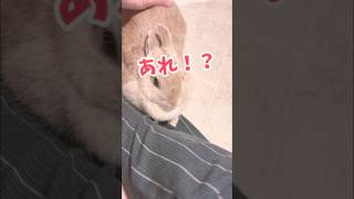 読み間違うウサギさん　#shorts #bunny #rabbit #ウサギ　#うさぎ