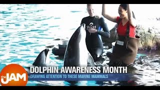 Dolphin Awareness Month with The Shedd Aquarium