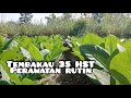 Tembakau 35 - 40 hst rutin perawatan#tembakau#palingpalinglewat