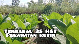 Tembakau 35 - 40 hst rutin perawatan#tembakau#palingpalinglewat