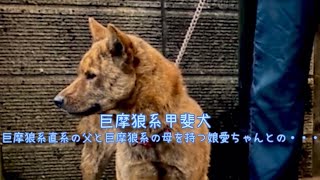 [甲斐犬]     巨摩狼系直系の父と巨摩狼系の母を持つ娘愛ちゃんとの・・・