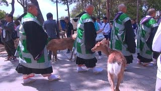 奈良公園　聖武天皇祭やってました　のんびり鹿さんぽ