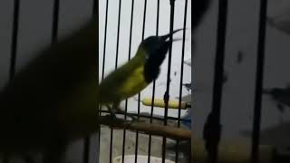 Sogon materi love bird tembus