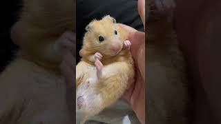 黃金鼠 胖丁 舔舔舔👅#hamstersshow #hamsterbabies #pets #cute #cuteanimals #animals