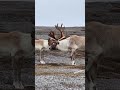 a herd of woodland caribou in the northern wild