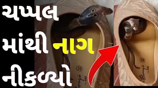 ચપ્પલમાંથી નાગ નીકળ્યો ચપ્પલમાંથી સાપ નીકળ્યો સાપ ના વિડીયો સાપને કઈ રીતે પકડવું