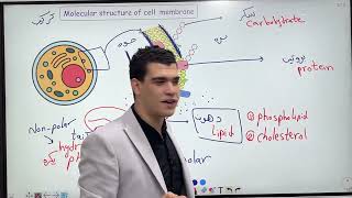 Molecular structure of cell membrane د. محمود الحسيني