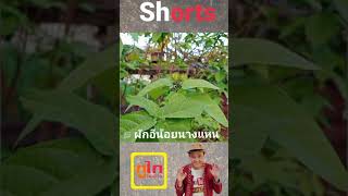 shorts|ผักอีน้อยนางแหน|ภูไทปั้นบ้าน