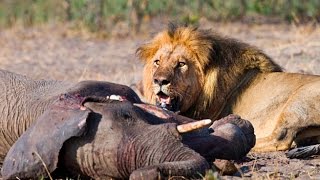 ► "TRAINED TO KILL" - (Lions Documentary) (LIONS vs ELEPHANT - GIRAFFE AND MORE! - WILD | HD