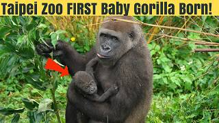 Meet Jabali: Taipei Zoo's First Gorilla