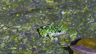 イシカワガエル　ブルー　赤ちゃん　　Baby Ishikawa's Frog　沖縄本島