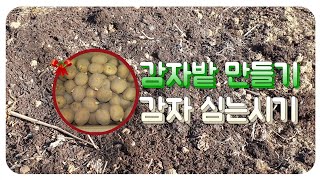 3월 첫 노지작물) 감자밭만들기  ▶️감자심는시기 ▶️감자밭거름