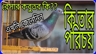 Racing pigeon বা রেসার কবুতর কি?? কি তার পরিচয় চলুন এখনি জেনেনই।