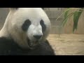 pregnant panda giant panda in japan shows signs of a possible pregnancy