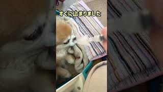 犬てんかん発作の痙攣が激し過ぎて緊急搬送！！【閲覧注意⚠️】#shorts#犬 #てんかん発作