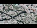 庄原の桜／上野公園（2017）