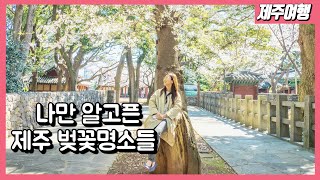 [제주가이드] 현지 전문가가 알려주는 제주 벚꽃 명소🌸 찬란한 3월 제주의 봄을 만나세요! [제주살이/제주여행]