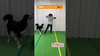 簡単ドッグダンス ドッグダンス 犬と遊ぶ！☆☆ウィジードッグクラブ☆☆