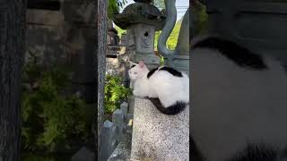 【伏見稲荷】隙だらけのビビりな子猫シラケ　A chatty kitten full of gaps