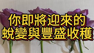 【占卜】你即將迎來的蛻變與豐盛收穫