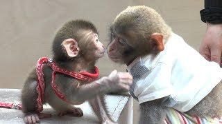 日光さる軍団 メッチャ可愛い赤ちゃん猿きぬ第 話シャボン玉で大騒ぎvery Cute Baby Monkey Fuss Around With Soap Bubbles