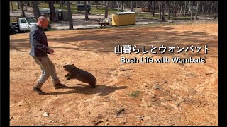 元保護ウォンバットの小刻みジャンプとかまってちゃん攻撃